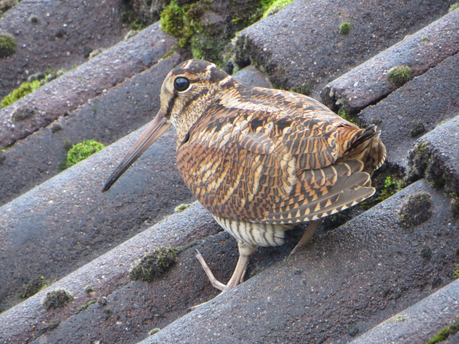 Houtsnip - Vogels - Houtsnip