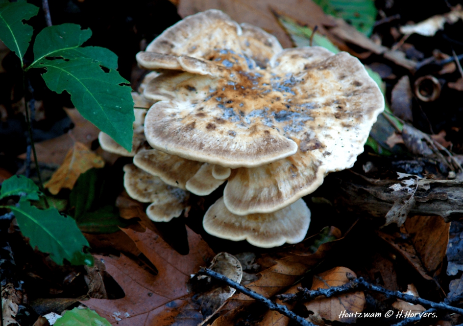 Houtzwam - Schimmels - Houtzwam