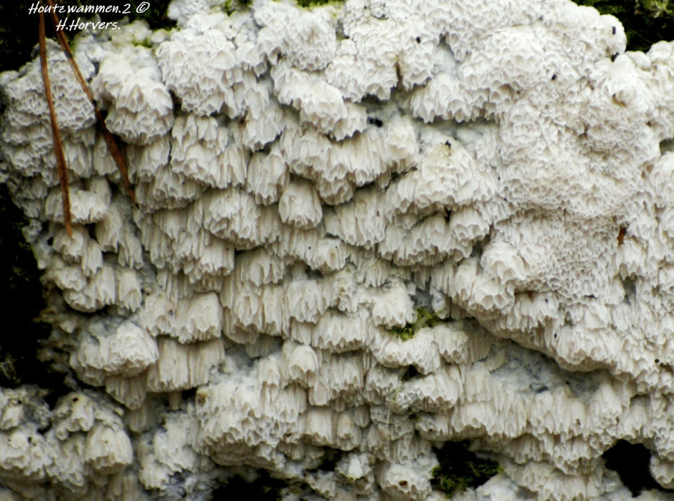 Houtzwammen. - Schimmels - Houtzwammen.