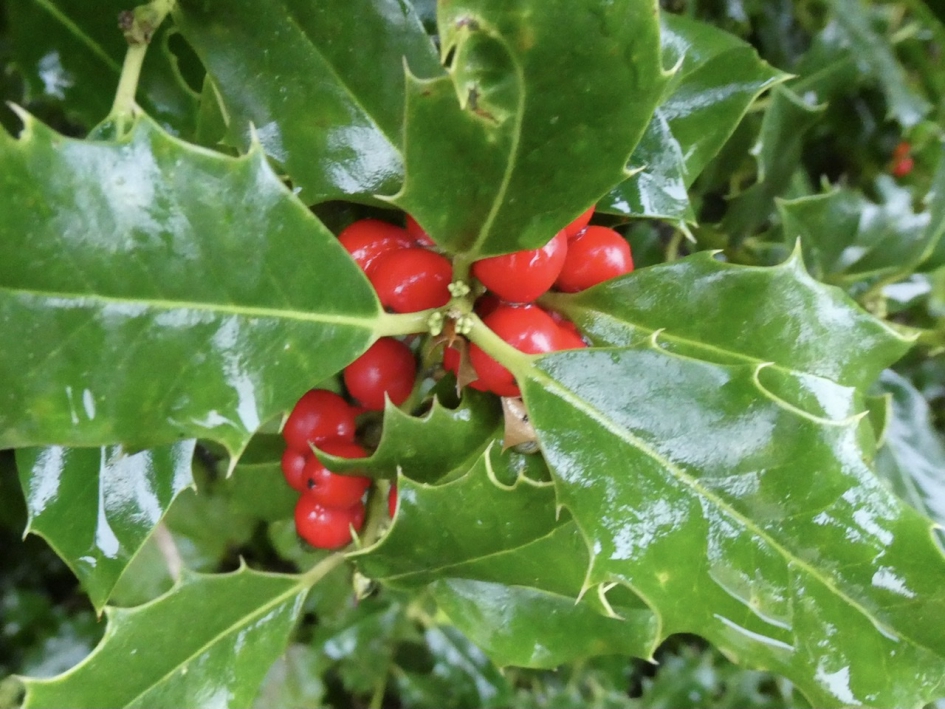Hulst na de regen - Planten - 