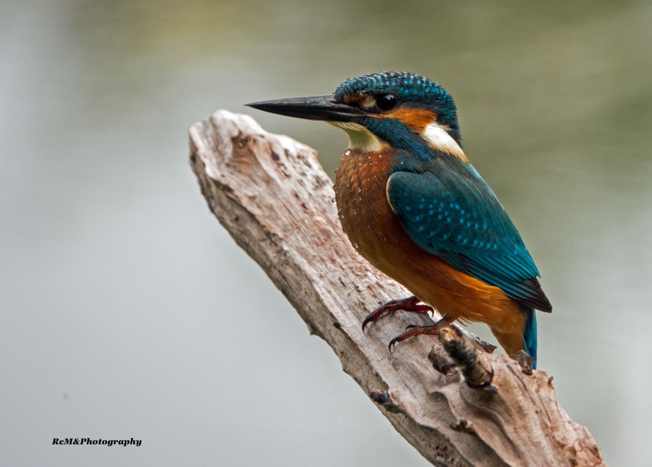 IJsvogel. - Vogels - IJsvogel.