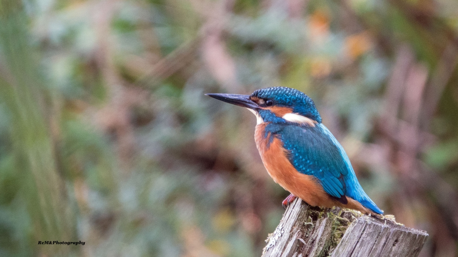 IJsvogel. - Vogels - IJsvogel.