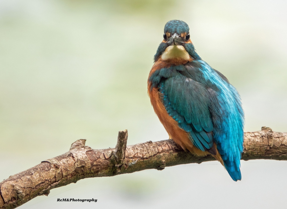 IJsvogel. - Vogels - IJsvogel.