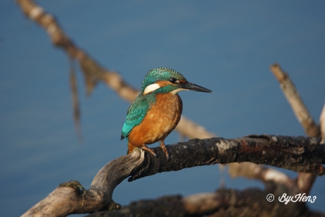 ijsvogel (Alcedo atthis)