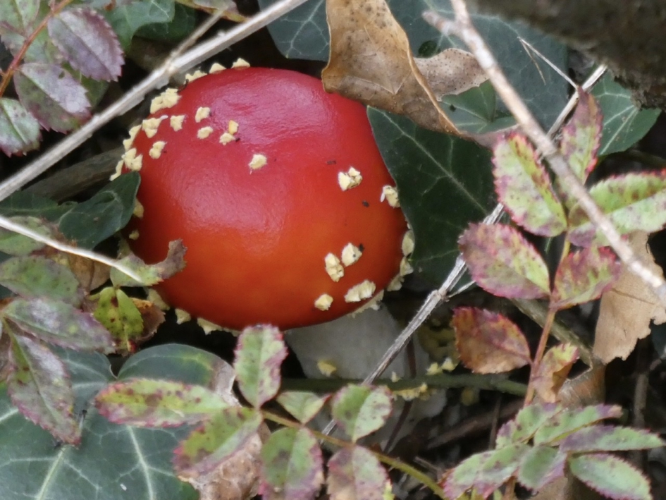 Ik probeer me... - Schimmels - 