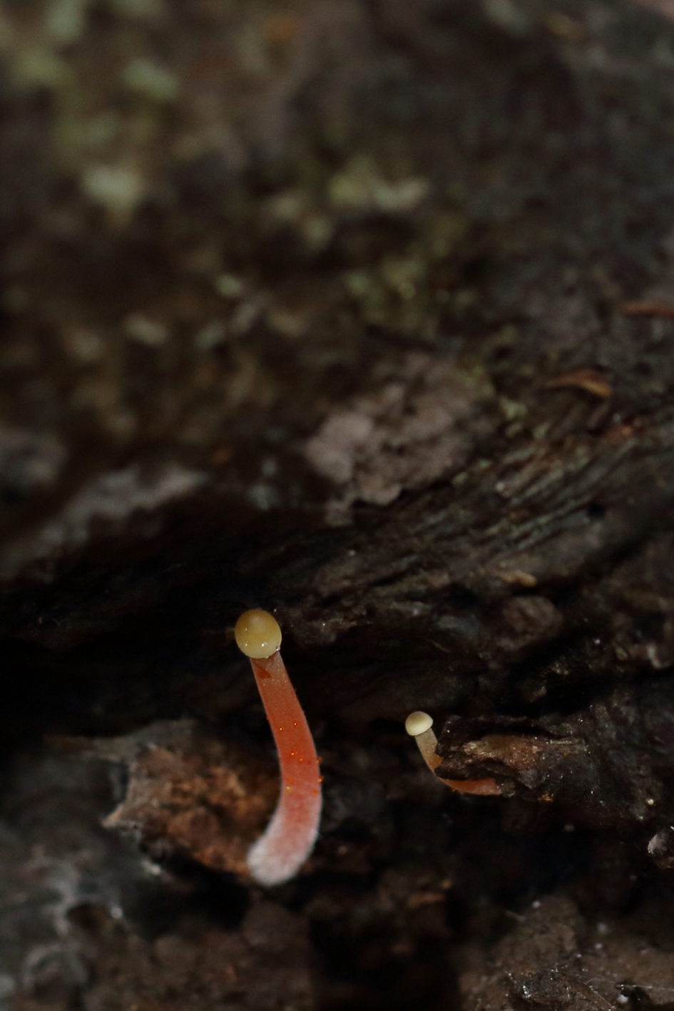 in ontwikkeling - Schimmels - 