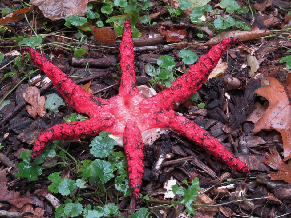 Inktviszwam - Schimmels - Inktviszwam