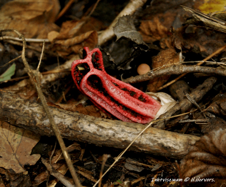 Inktviszwam - Schimmels - Inktviszwam