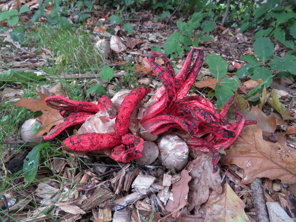 Inktviszwammen - Schimmels - Inktviszwam