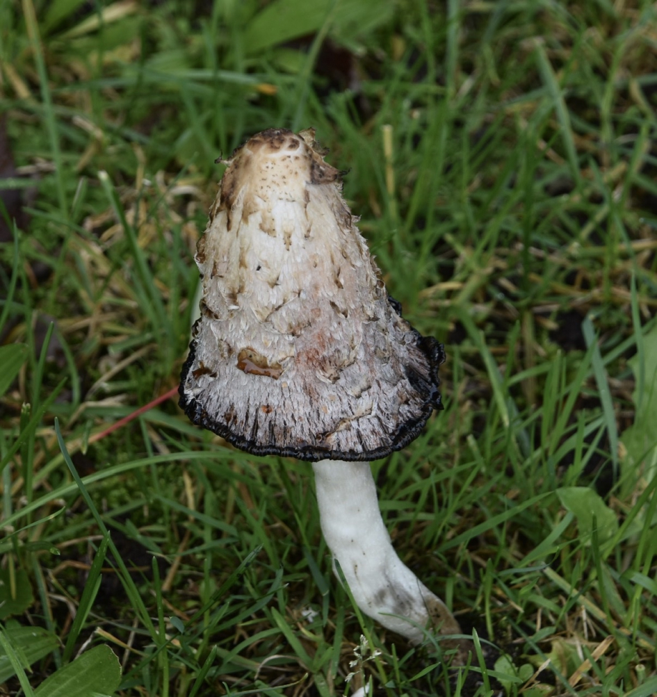 Inktzwam - Schimmels - 