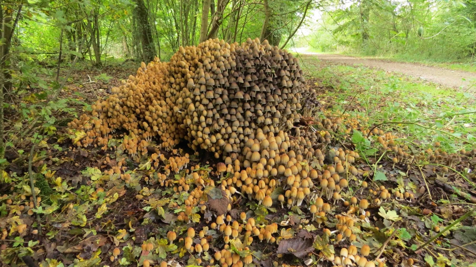 Glimmerinktzwammetjes - Schimmels - 