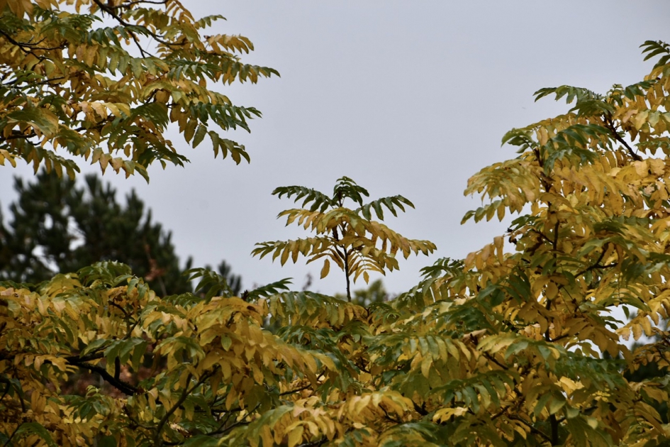Japanse vleugelnoot - Planten - 