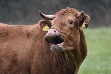 Je kunt hem bijna horen