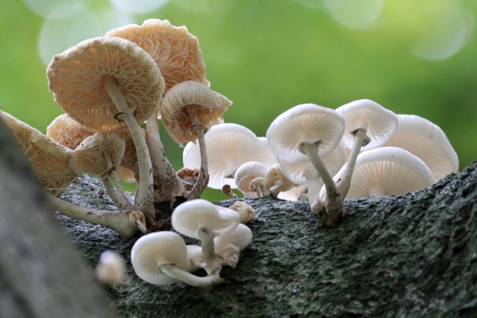 Jong en oud - Schimmels - 