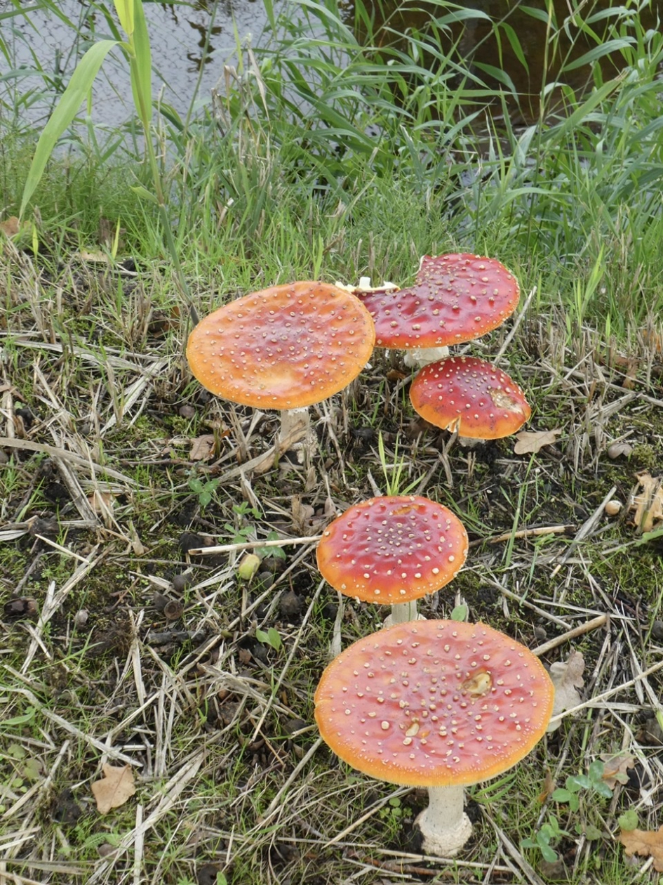 Kabouterpaddenstoelen - Schimmels - Vliegenzwam