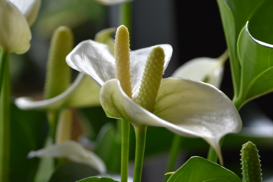 Flamingoplant - Planten - 