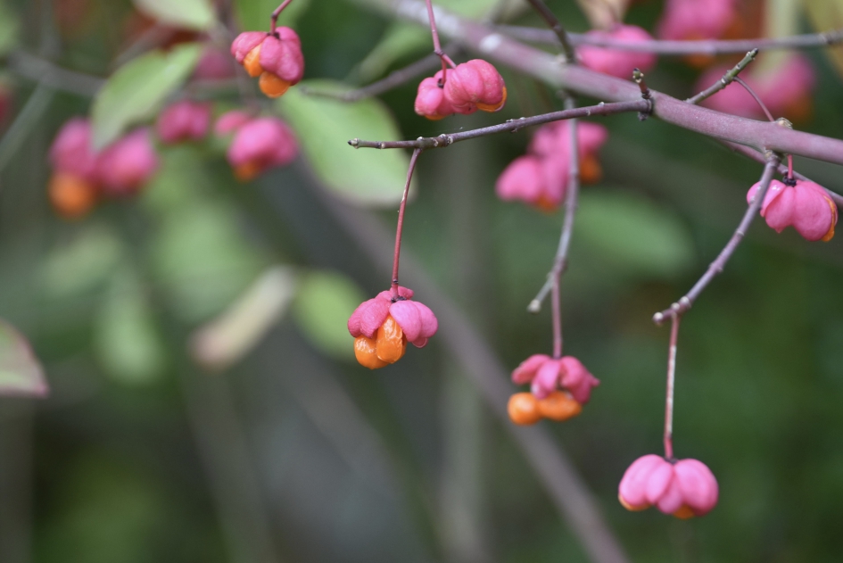Kardinaalsmuts - Planten - 
