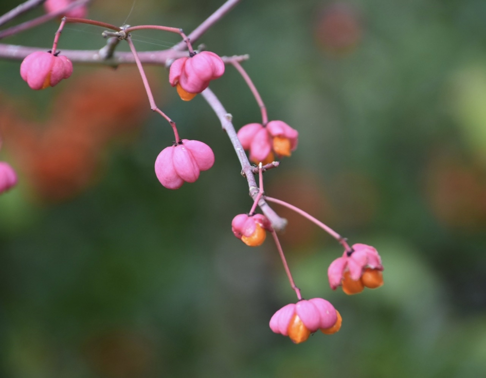 Kardinaalsmuts - Planten - 