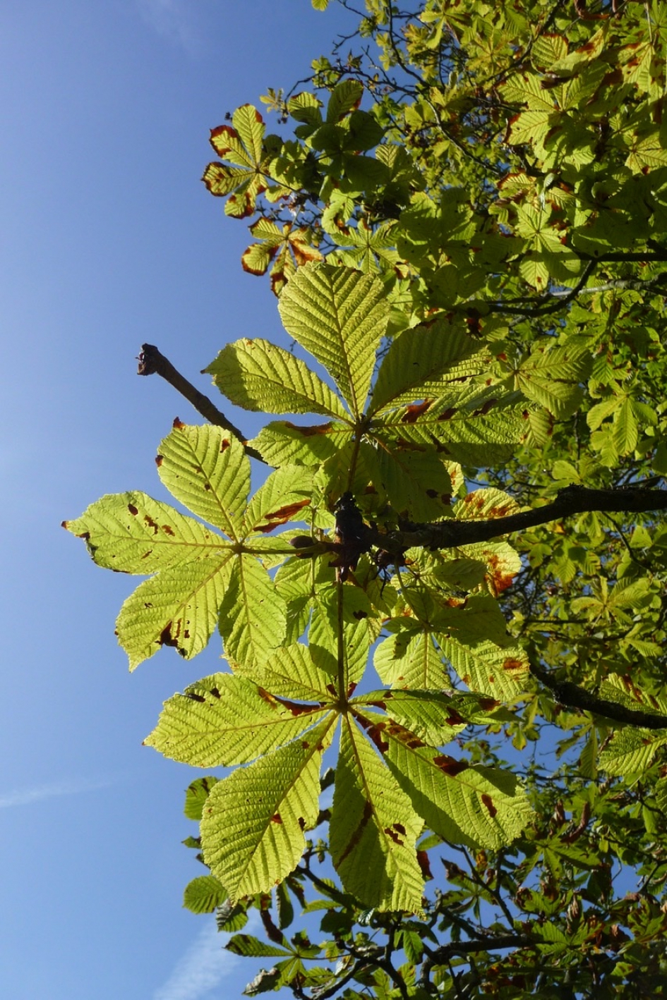Kastanjeblad - Planten - 