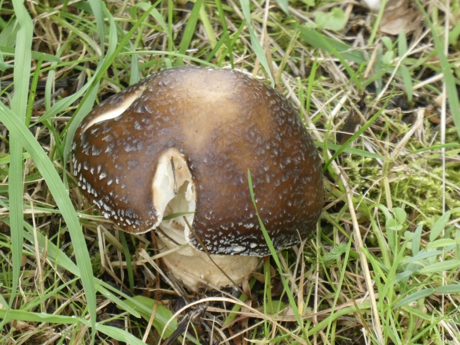 Kennelijk lekker hapje - Schimmels - 