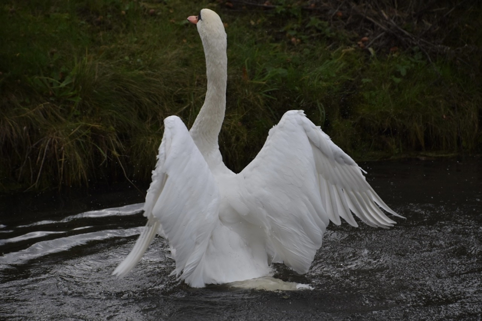 Klaar met poetsen - Vogels - 