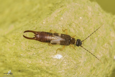 Kleine oorworm (Labia minor) 1