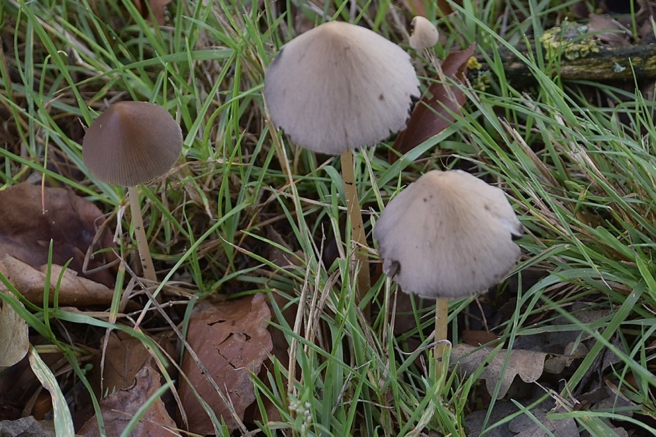 Kleine paddenstoeltjes - Schimmels - 