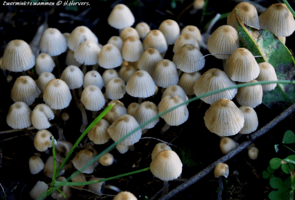 Kleine paddestoeltjes - Zwerminktzwammen - Schimmels - Zwerminktzwammen