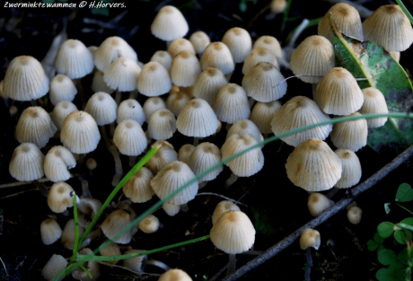 Kleine paddestoeltjes - Zwerminktzwammen