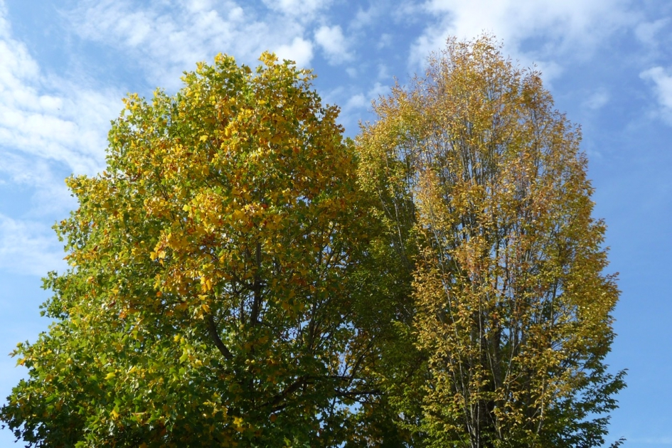 Kleurende berken - Planten - 