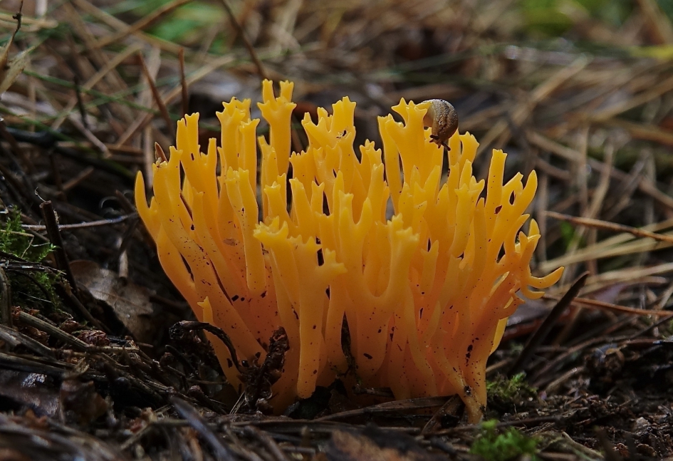 Kleverig Koraalzwammetje - Schimmels - Kleverig Koraalzwammetje