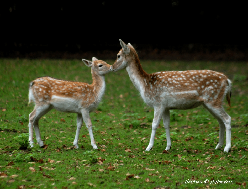 Knuffelhertjes. - Zoogdieren - Hertjes