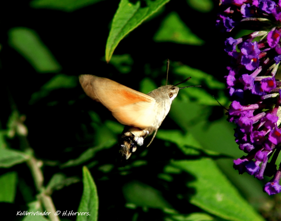 Kolibrivlinder - Geleedpotigen - Kolibrivlinder