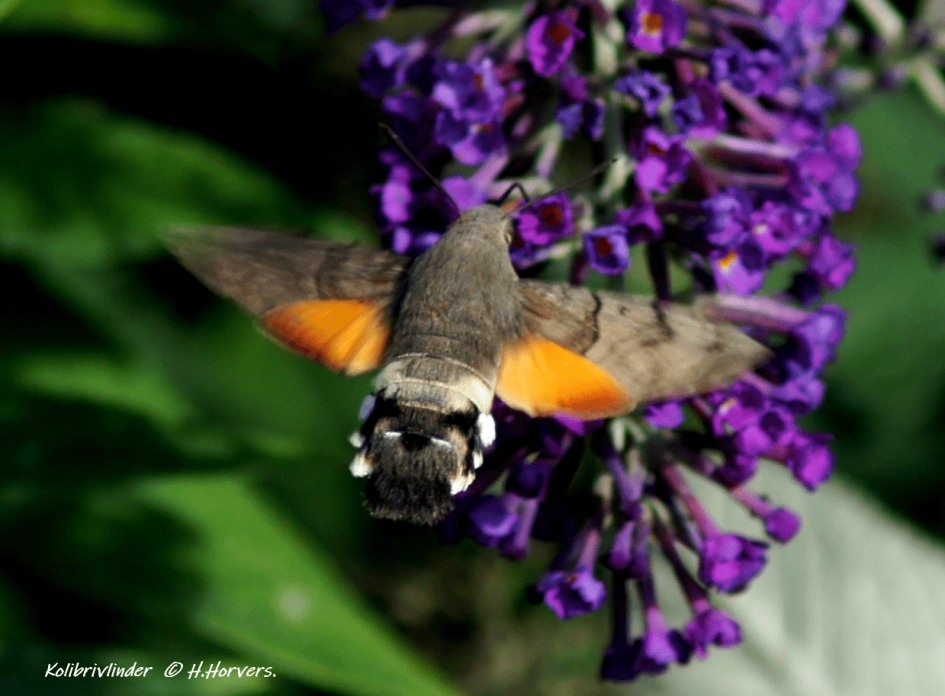 Kolibrivlinder - Geleedpotigen - Kolibrivlinder
