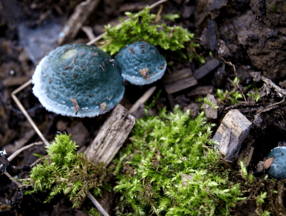 Kopergroenzwam - Schimmels - Kopergroenzwam