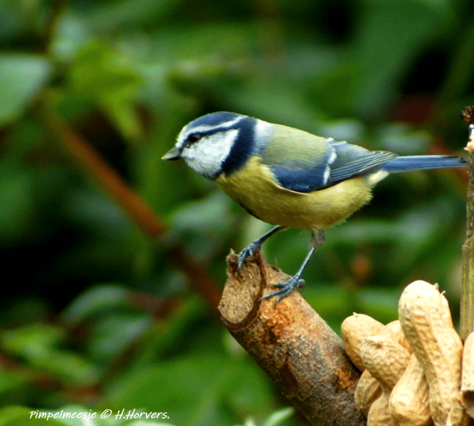 Pimpelmeesje - Vogels - Pimpelmeesje