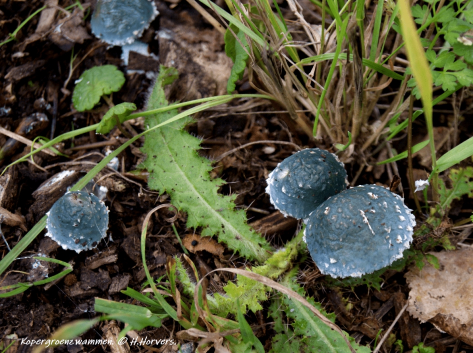 Kopergroenzwammen - Schimmels - Kopergroenzwammen