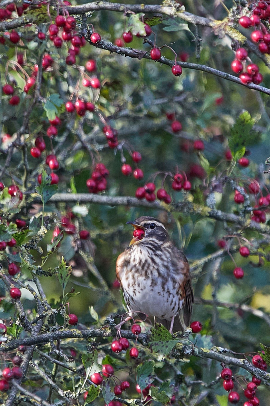 Koperwiek heeft honger - Vogels - 