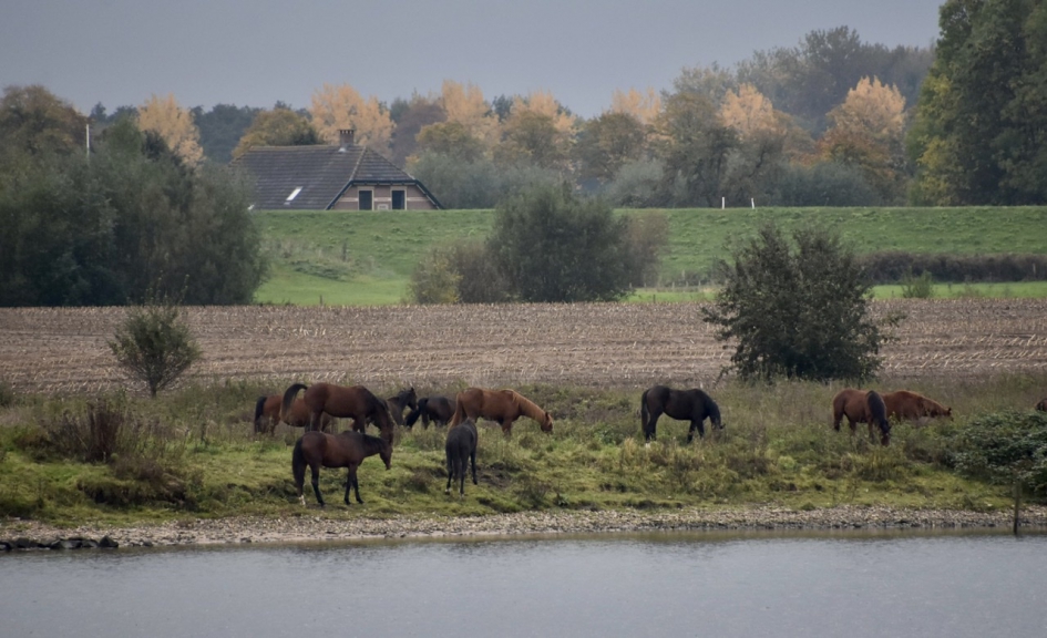 Langs de Lek - Zoogdieren - 