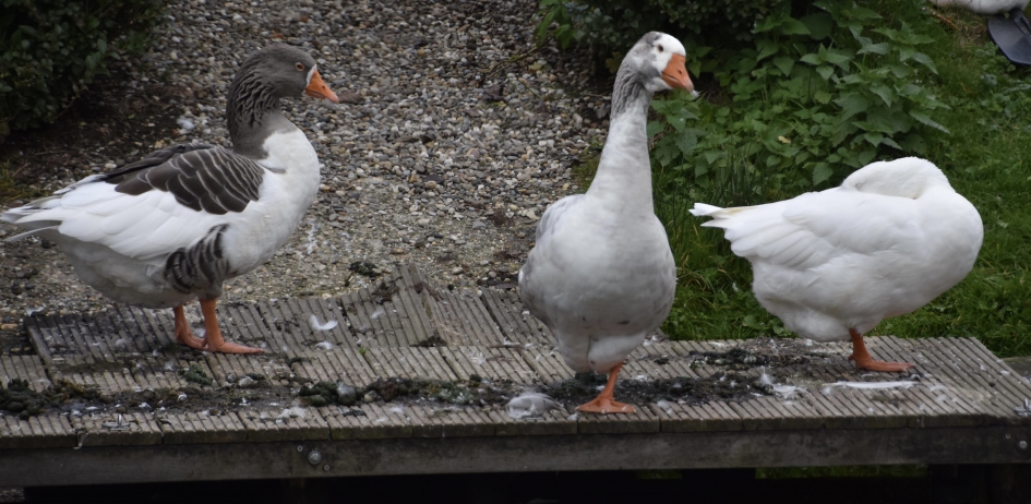 Langs de waterkant - Vogels - 