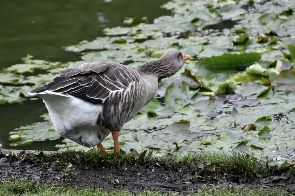 Lekker... - Vogels - 