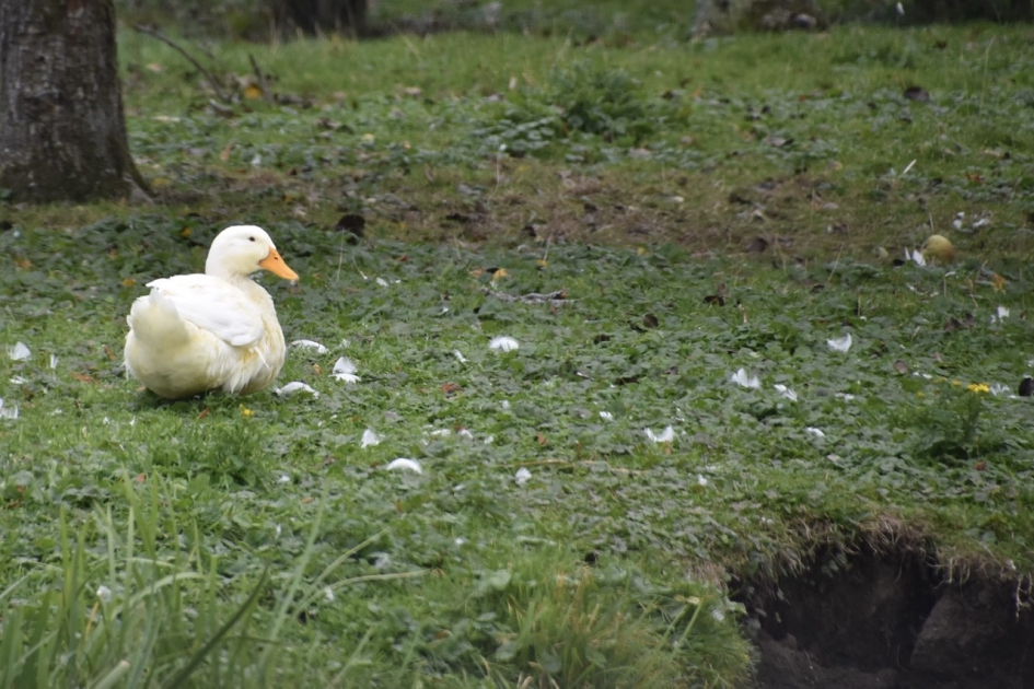 Lekker rust - Vogels - 