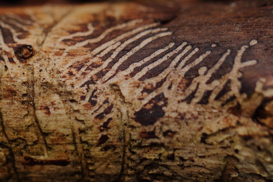 letterzetters -foto 2 van 3- - Geleedpotigen - schorskever