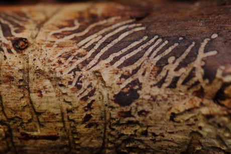 letterzetters -foto 2 van 3-