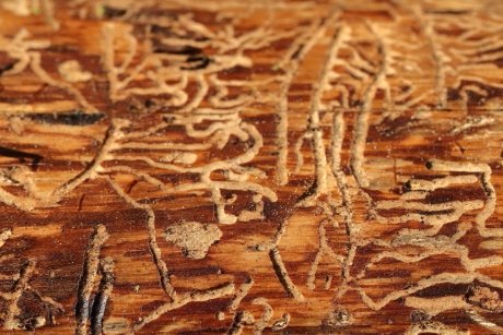 letterzetters -foto 3 van 3-