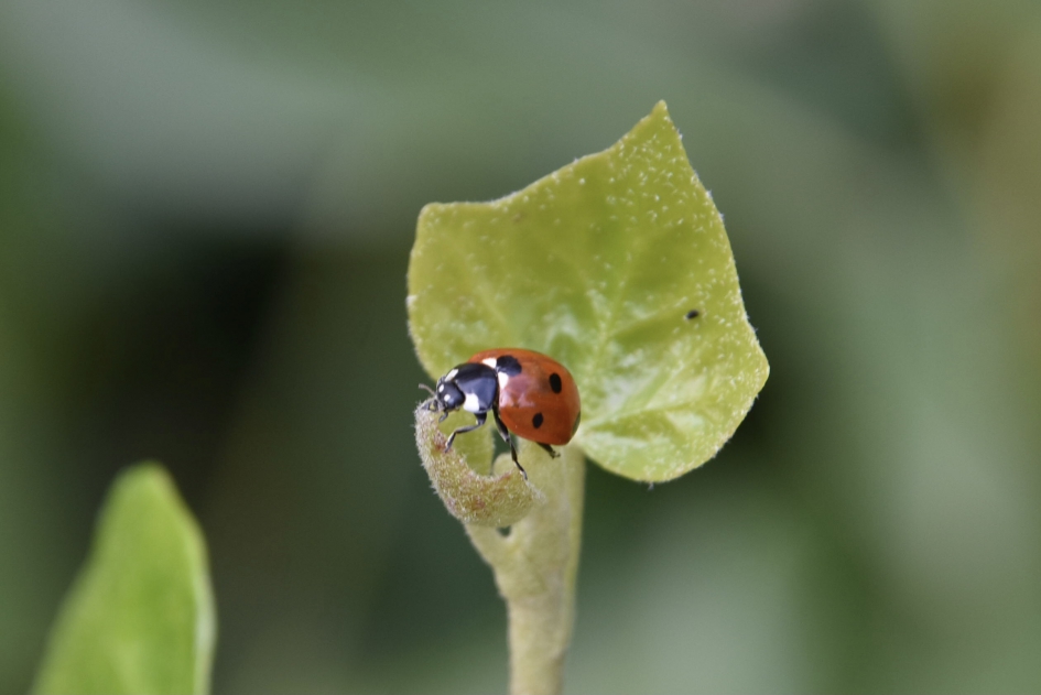 Lhbtje - Geleedpotigen - 