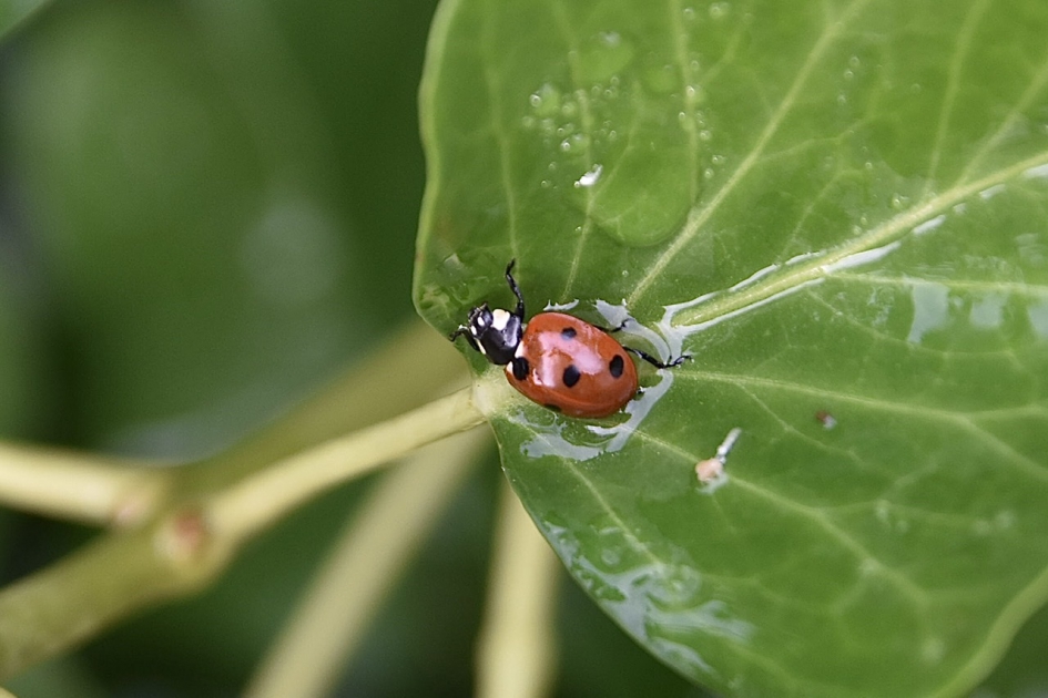 Lieveheersbeestje - Geleedpotigen - 