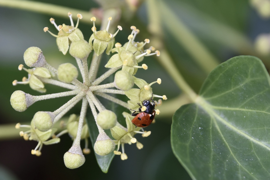 Lieveheersbeestje - Geleedpotigen - 