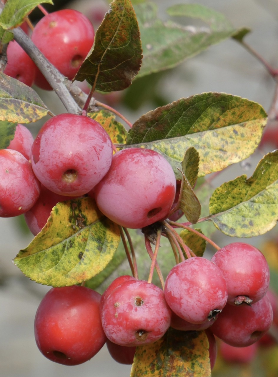 Malus sierappeltjes - Planten - 