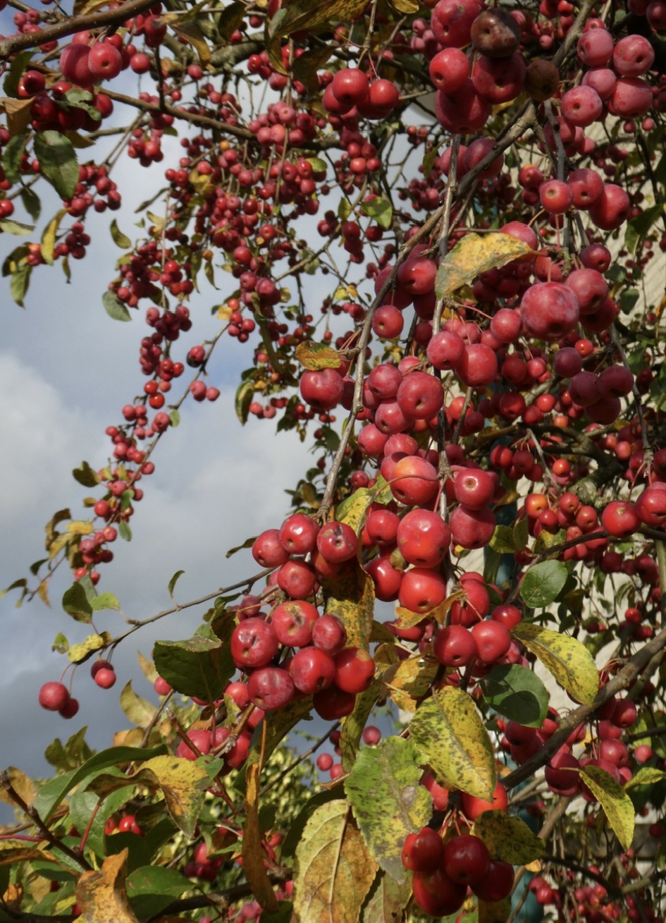 Malus sierappeltjes - Planten - 
